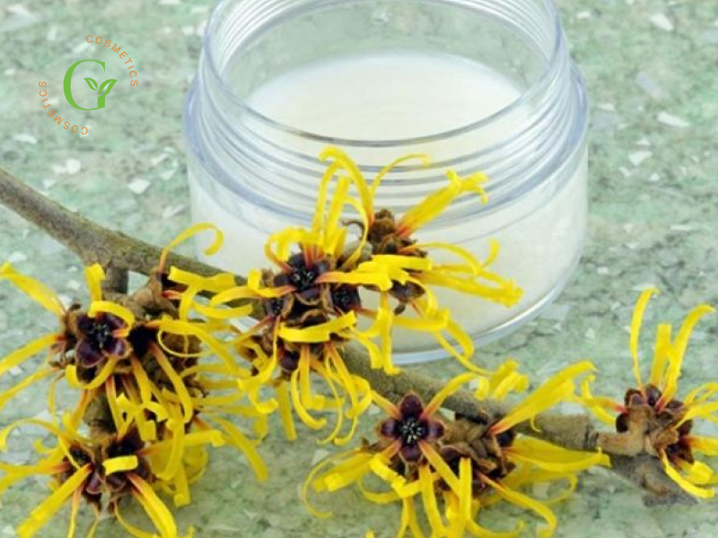 Chiết Xuất Cây Phỉ Trong Mỹ Phẩm Chiết Xuất Cây Phỉ Trong Mỹ Phẩm