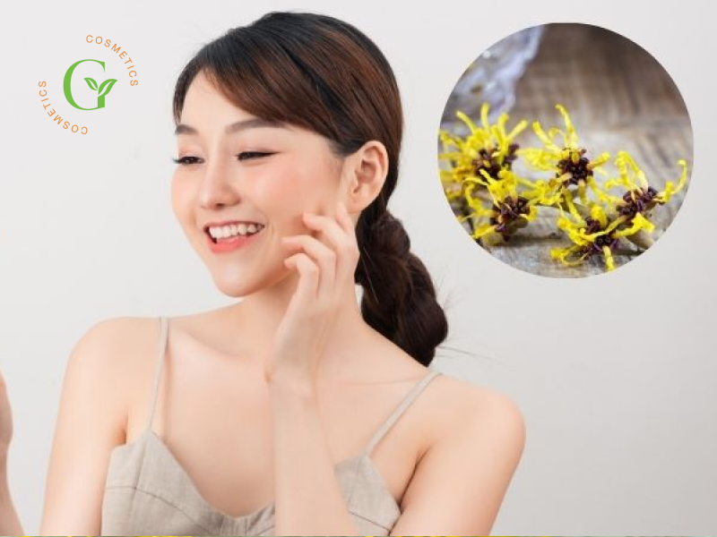 Chiết Xuất Cây Phỉ Có Tác Dụng Gì? Chiết Xuất Cây Phỉ Có Tác Dụng Gì?
