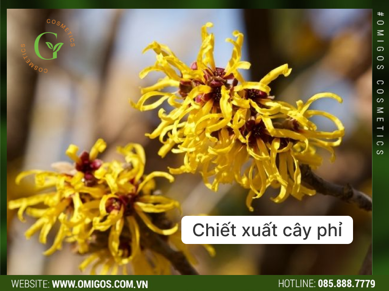 chiết xuất cây phỉ trong mỹ phẩm