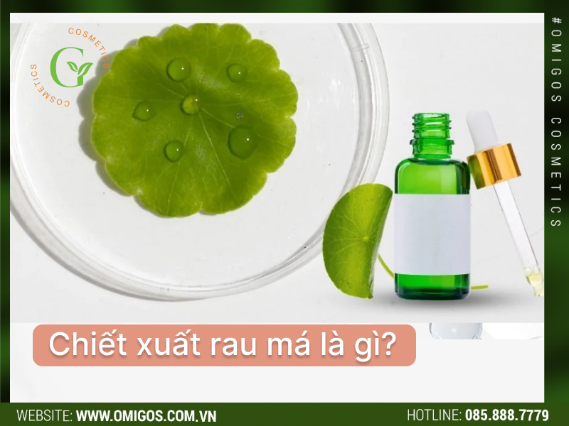 Chiết Xuất Rau Má Là Gì?