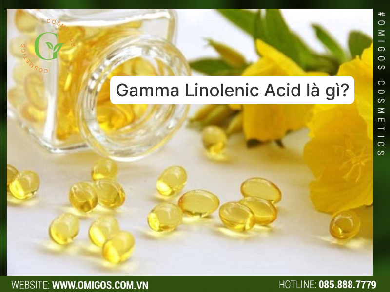 gamma linolenic acid là gì