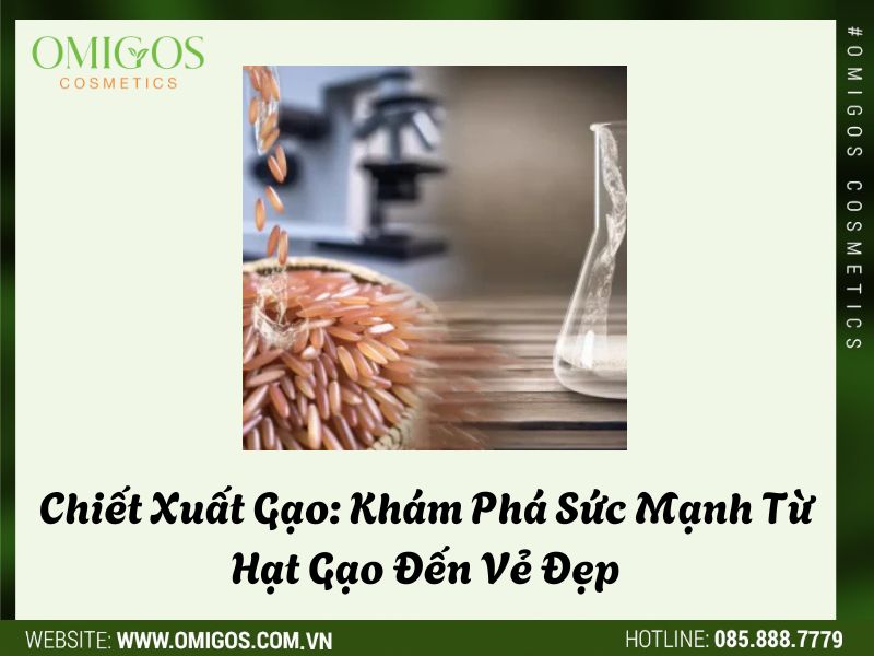 Chiết Xuất Gạo: Khám Phá Sức Mạnh Từ Hạt Gạo Đến Vẻ Đẹp