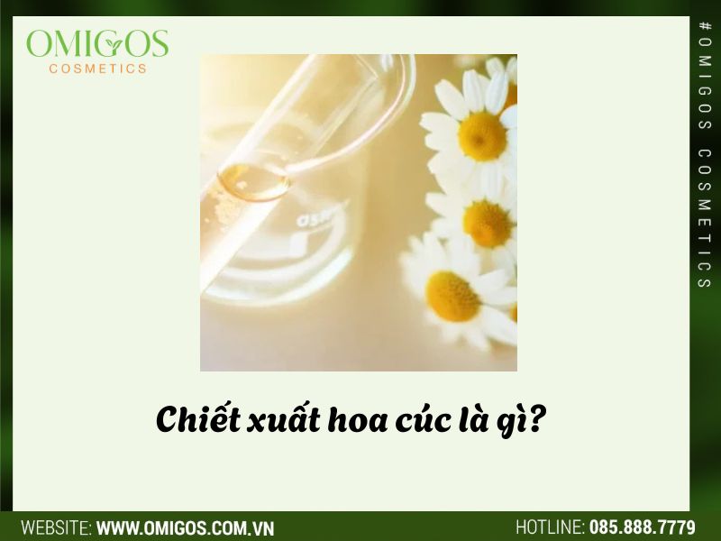 Chiết xuất hoa cúc là gì?