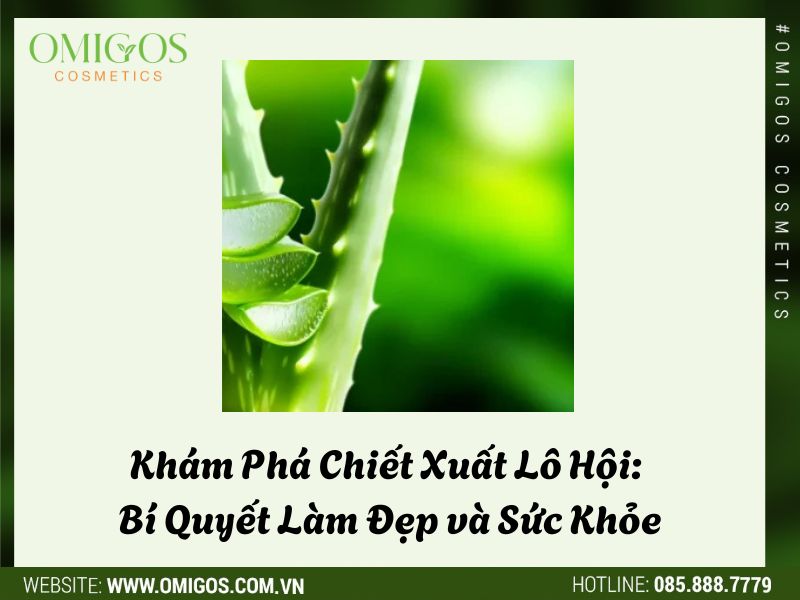 Khám Phá Chiết Xuất Lô Hội: Bí Quyết Làm Đẹp và Sức Khỏe