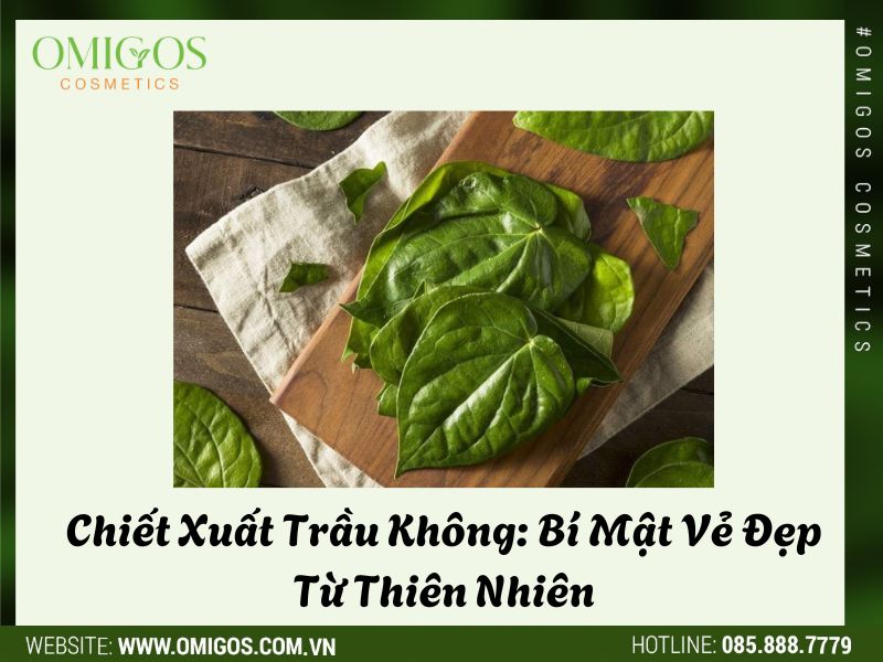Chiết Xuất Trầu Không: Bí Mật Vẻ Đẹp Từ Thiên Nhiên