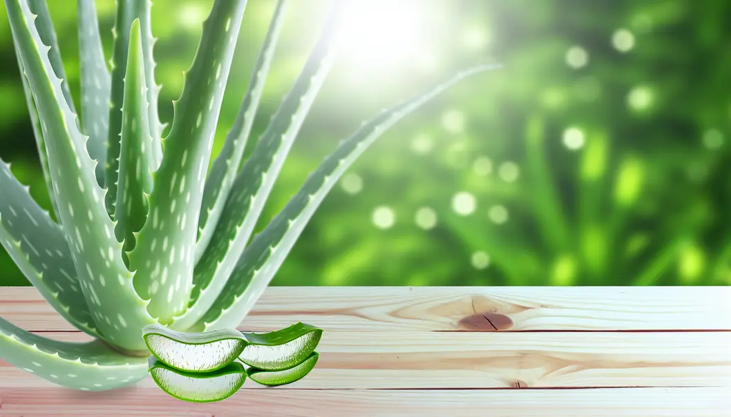 Bí quyết chiết xuất lô hội hiệu quả trong ngành mỹ phẩm