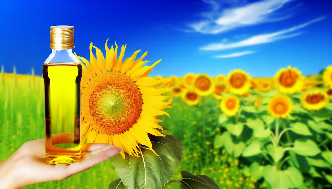 Tác dụng dinh dưỡng và dược lý của dầu hạt hướng dương đối với sức khỏe con người