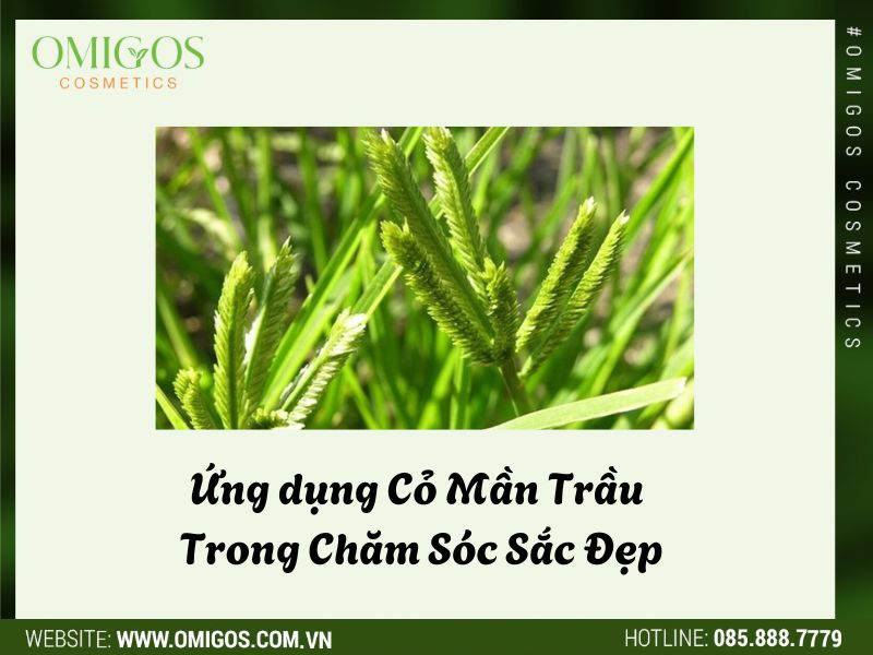 Ứng dụng Cỏ Mần Trầu Trong Chăm Sóc Sắc Đẹp