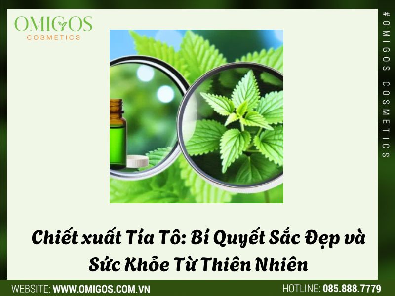 Chiết xuất Tía Tô: Bí Quyết Sắc Đẹp và Sức Khỏe Từ Thiên Nhiên